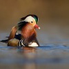 Kachnicka mandarinska - Aix galericulata - Mandarin Duck 5062